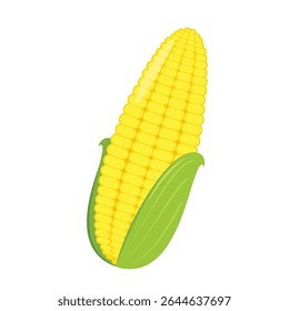 Corn isolated vector .halves and grains in different angles on a white. Corn vector.