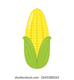 Corn isolated vector .halves and grains in different angles on a white. Corn vector.