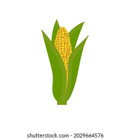 Corn isolated. Vector illustration of maize.