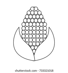 corn knob vegetable icon image 