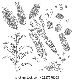 Corn with leaves and corn cob set, vector illustration, hand drawing sketch of corn plant as well as corn kernel popcorn. Thanksgiving vegetarian vegetable dish grains 