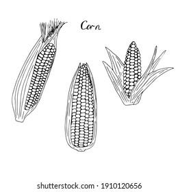 Corn with leaves set, vector illustration, hand drawing sketch