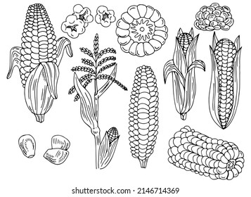 Corn with leaves set, vector illustration, hand drawing sketch