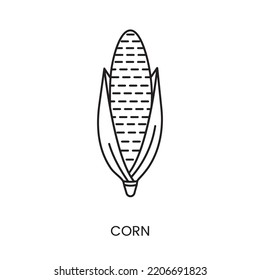 Corn line icon in vector, illustration of the product from which sugar is made.