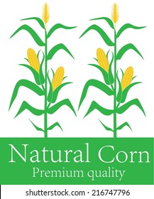 Corn logo. Isolated corn stalk on white background