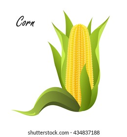 Corn (maize). Colored hand drawn vector illustration of corn cob on white background.