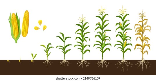 Corn maize growth stages, vector crop plant of agriculture and farm with corn vegetable cobs and kernels. Seedling, stalk and leaves growing, cob development, grain filling, maize harvest - Shutterstock ID 2149766107