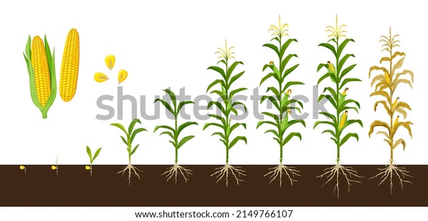 Corn maize growth stages, vector crop plant of\
agriculture and farm with corn vegetable cobs and kernels.\
Seedling, stalk and leaves growing, cob development, grain filling,\
maize harvest