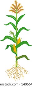 Corn (maize) plant with green leaves, root system, ripe fruits and flowers isolated on white background