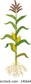 Corn (maize) plant with green leaves, root system, ripe fruits and flowers isolated on white background