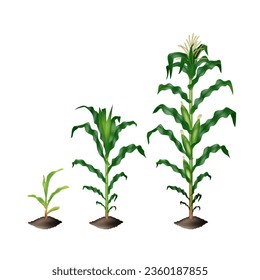 Corn (maize) plant growing stages vector realistic illustration isolated on white background.