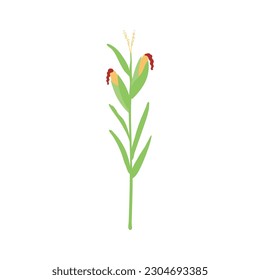 Corn, maize plant hand drawn illustration. Cartoon style flat design, isolated vector. Summer, autumn seasonal print element, farming, gardening, harvest, agriculture, healthy food, vegetarian diet