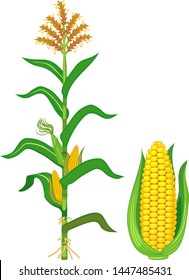 Corn (maize) plant with leaves and ripe yellow corn ear with green husk isolated on white background