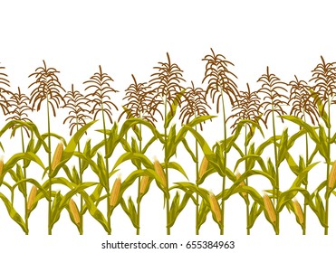 Corn maize plant vector seamless horizontal border pattern. Realistic botanical isolated illustration.