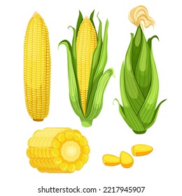 corn maize set cartoon. food agriculture, green yellow, grain vegetable, sweet organic, natural fresh, healthy cob, farm corn maize vector illustration