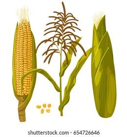 Corn maize set vector illustration. With maize plant, corn cob and grains. Drawn color botanical isolated stock illustration.