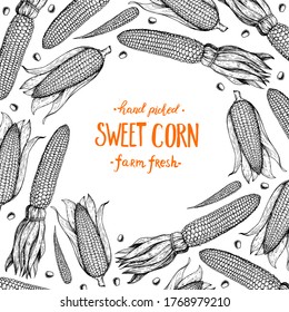 Corn, maize sketch. Hand drawn corn design. Sketch background. Vector illustration. Corn on the cob hand drawn vector illustration. Engraved style, vintage design.