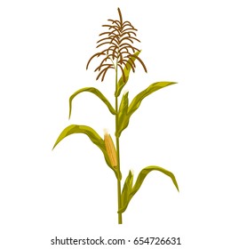 Corn maize vector illustration. Realistic hand drawn botanical isolated illustration.