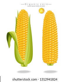 Corn maize Vector realistic isolated on white. detailed 3d illustrations