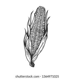 Corn maize vegetable plant on branch sketch engraving vector illustration. Scratch board style imitation. Hand drawn image.