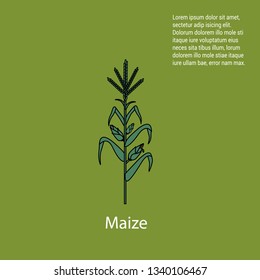 The corn or Maize. Waiting for harvest. grain elevator.Vector design of maize and stalk symbol. Set of maize and grain stock symbol for web.