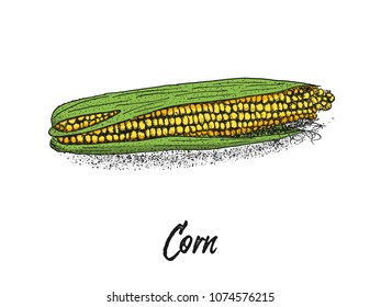 Corn, Maize or zea mays, vintage sketch. Colorful illustration with corn on a white background. Illustration, vector, isolated.