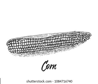 Corn, Maize or zea mays, vintage sketch. Monochrome illustration with corn on a white background. Illustration, vector, isolated.