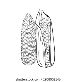 Corn  Maize Zea mays  vintage engraving  Monochrome illustration and corn light background  Illustration  vector  isolated  corn vector sketch illustration