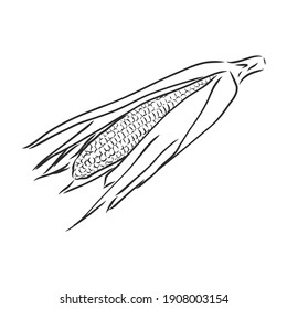 Mais, Mais oder Zea mays, Vintage-Gravur. Einfarbige Abbildung mit Mais auf hellem Hintergrund. Illustration, Vektorgrafik, einzeln. Maisvektorgrafik