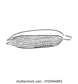 Corn, Maize or Zea mays, vintage engraving. Monochrome illustration with corn on a light background. Illustration, vector, isolated. corn vector sketch illustration