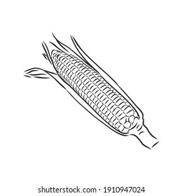 Corn, Maize or Zea mays, vintage engraving. Monochrome illustration with corn on a light background. Illustration, vector, isolated. corn vector sketch illustration