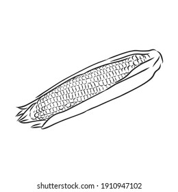 Corn, Maize or Zea mays, vintage engraving. Monochrome illustration with corn on a light background. Illustration, vector, isolated. corn vector sketch illustration