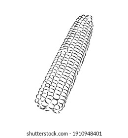 Corn, Maize or Zea mays, vintage engraving. Monochrome illustration with corn on a light background. Illustration, vector, isolated. corn vector sketch illustration