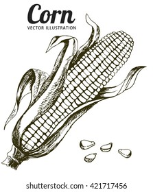 Corn, Maize or Zea mays, vintage engraving. Monochrome illustration with corn on a light background. Illustration, vector, isolated.