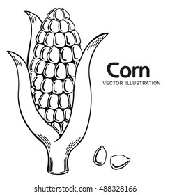 Corn, Maize or Zea mays, vintage engraving. Monochrome illustration with corn on a light background. Illustration, vector, isolated.