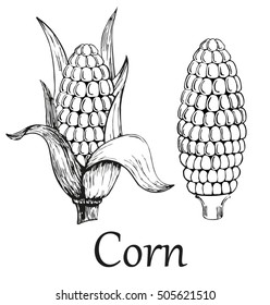 Corn, Maize or Zea mays, vintage engraving. Monochrome illustration with corn on a light background. Illustration, vector, isolated.