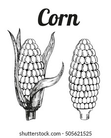 Corn, Maize or Zea mays, vintage engraving. Monochrome illustration with corn on a light background. Illustration, vector, isolated.