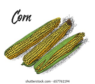 Corn, Maize or zea mays, vintage sketch. Colorful illustration with corn on a white background. Illustration, vector, isolated.