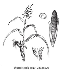 4,419 Maize drawing Images, Stock Photos & Vectors | Shutterstock