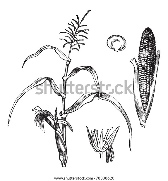 Corn Maize Zea Mays Vintage Engraving Stock Vector (Royalty Free ...