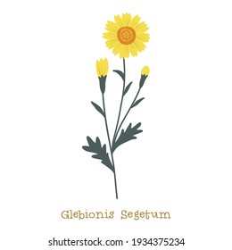 Corn Marigold. Wild meadow flower clipart isolated on white background. Decorative botanical flat vector illustration.