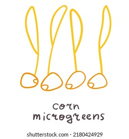 Maismikrogrün. Illustration auf weißem Hintergrund.