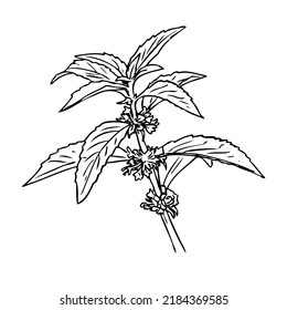 Corn Mint (Mentha arvensis) is a wild plant, Hand drawn vector illustration. Ink herbal illustration.