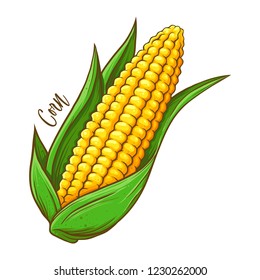 Corn on the cob fresh natural vegetable, hand drawn vector illustration isolated