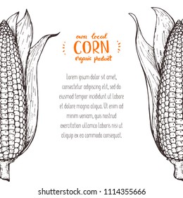 Corn on the cob hand drawn vector illustration. Corn sketch illustration. Engraving style, vintage design.