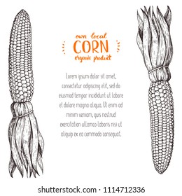 Corn on the cob hand drawn vector illustration. Corn sketch illustration. Engraving style, vintage design.