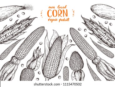 Corn the cob hand drawn vector illustration  Top view frame  Corn sketch illustration  Engraving style  vintage design  Corn collection 
