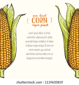 Corn on the cob hand drawn vector illustration. Corn set illustration. Colored corn, vintage design.