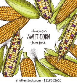 Corn on the cob hand drawn vector illustration. Corn set illustration. Colored corn, vintage design template.