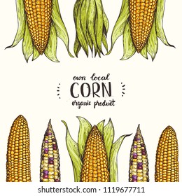 Corn on the cob hand drawn vector illustration. Corn set illustration. Colored corn, vintage design.